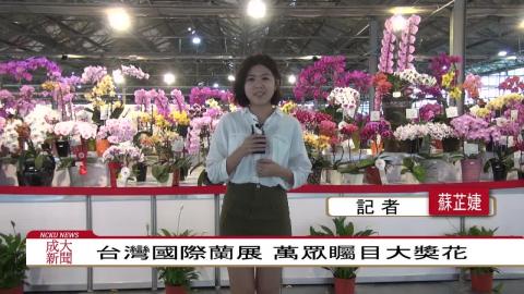 【影音】2017臺灣國際蘭展 萬眾矚目大獎花  (政治108蘇芷婕、歷史106胡方哲採訪報導)