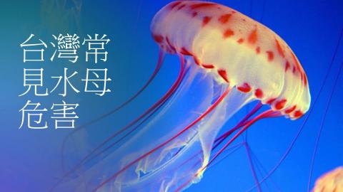 1102TIDL(課調老師:張雅雯教授)_物理系高良_台灣常見水母危害.mp4