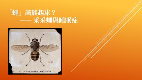 1102TIDL(課調老師:張雅雯教授)_法律系李明澤_采采蠅(昏睡病)