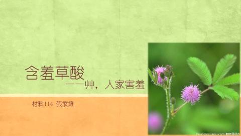 1102TIDL(課調老師:張雅雯教授)_材料系張家維_含羞草酸