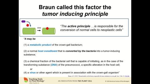 Agrobacterium transformation-3.mp4