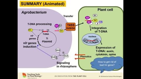 Agrobacterium transformation-4.mp4