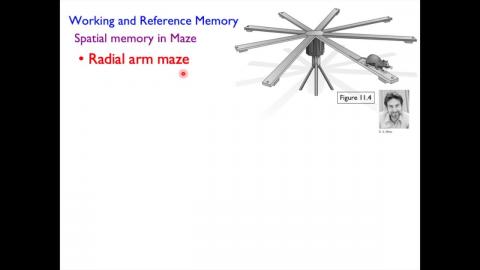 學習記憶神經生物學_week14_Ch11_Memory (2/3)