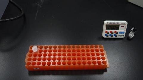 鏡檢實驗課 Pregnancy test