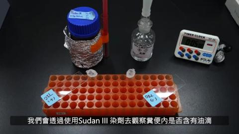 鏡檢實驗課 Sudan III staining