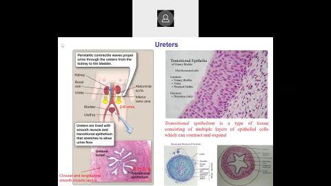 2022 06 02-Chapter 14 The kidneys and regulation of water and inorganic ions-2.mp4