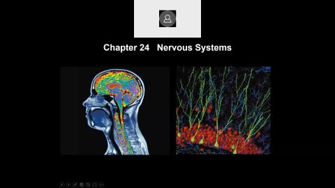 Chapter 28 Nervous system 2022-06-02-15-16-08.mp4
