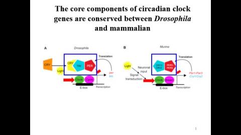 circadian clock-recorded II.mp4