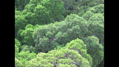 永續校園綠化有成，鳳頭蒼鷹築巢繁衍