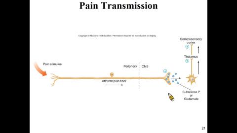神經生理第五和六堂