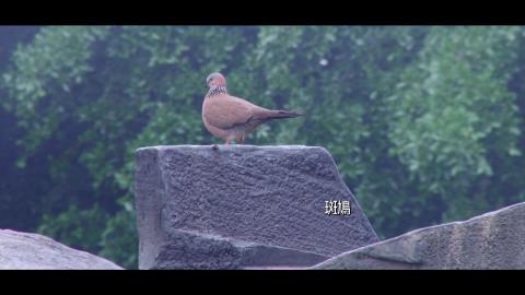 生科院-鳳頭蒼鷹在成大202210.mp4