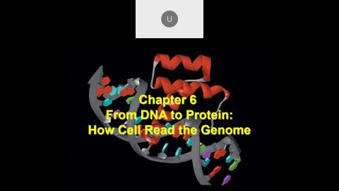 2022 10 05-From DNA to Protein-English.mp4