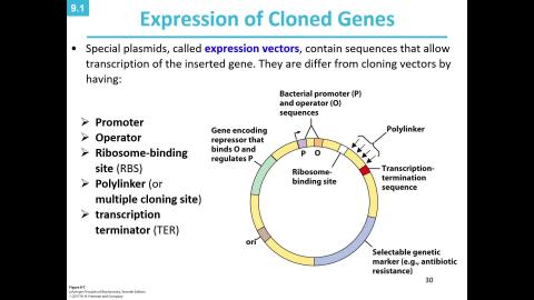 Lecture 30: Lehninger CH09