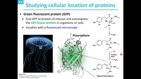 Lecture 32: Lehninger CH09