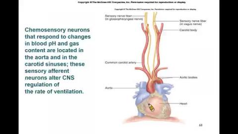 1024_2022呼吸生理_part 4.mp4