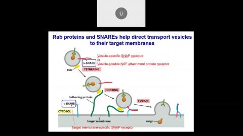 2022 11 09-Intracellular Compartments and Transport.mp4
