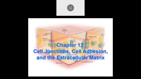 2022 11 23-Cell Junctions, Cell Adhesion, and the Extracellular Matrix.mp4