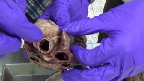 1215 心臟實作(I).MP4