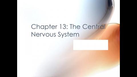 Chapter 13 Central Nervous System.mp4