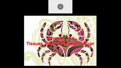 2022 12 28-Tissues, Stem Cells, and Cancer.mp4