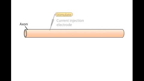 心藥_20230223_3_Impulse Conduction in Axons