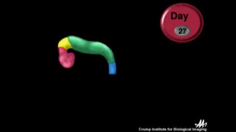 心藥_20230223_5_Brain Development