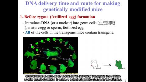 生技概論: 動物生技II - 英文字幕版 250526