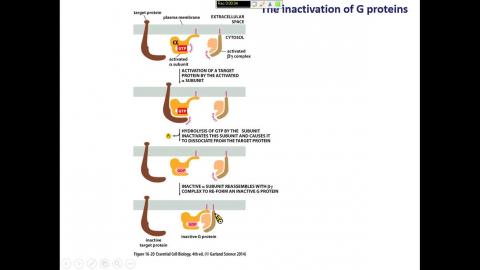 1120414 Cell Biology.mp4