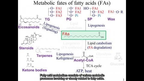 生化: Ch 24 - 英文字幕版 250505