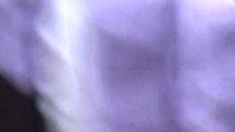 成大校園生態~鳳頭蒼鷹~觀察分享03