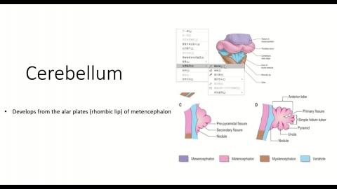 【Neuroanatomy Online 課程】Cerebellum.mp4