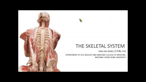 20230720 骨骼系統.mp4
