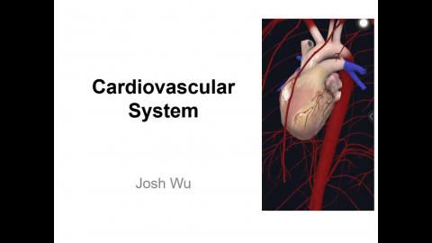 系統解剖學－心血管系統.mp4