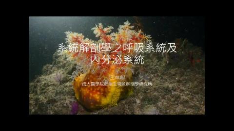 20230810 呼吸及內分泌系統.mp4