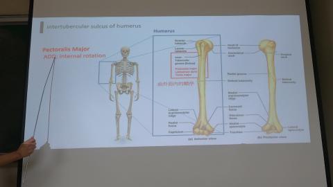 Pectoral and scapular-2.MP4