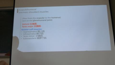 Pectoral and scapular-7.MP4