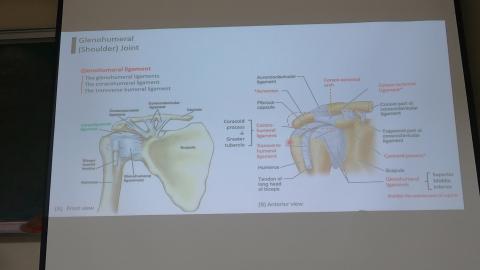 Pectoral and scapular-11.MP4