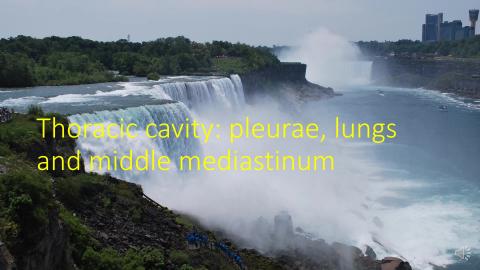 2-1-2. Pulmonary cavity, lung.mp4