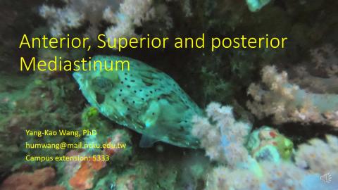 4. Anterior, Superior, posterior Mediastinum and ANS-video.mp4