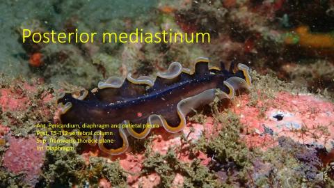 3-1-2. Posterior mediastinum.mp4