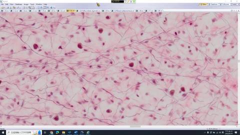 20230919 Histology Lab Demo－Connective and Adipose tissue.mp4