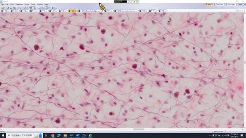 20230919 Histology Lab Demo－Connective and Adipose tissue.mp4