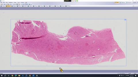 20231003 Histology Demo－Cardiovascular system.mp4