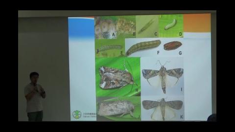108學年度認識及防治校園外來入侵種-秋行軍蟲