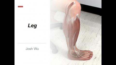 Leg