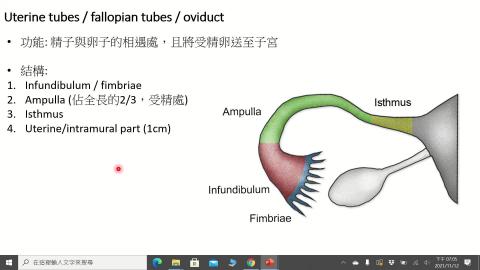 Histology Female reproductive system II-Oviduct, Uterus.mp4