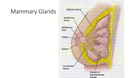 Histology Female reproductive system III-Mammary gland.mp4
