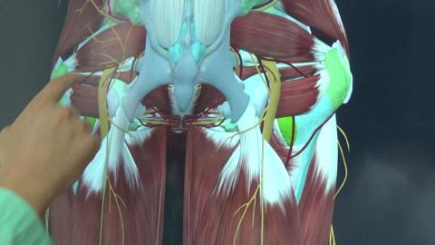 1110 Gluteal Preview II.MP4