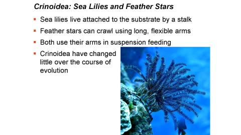 Last4SlidesofChap33.mp4