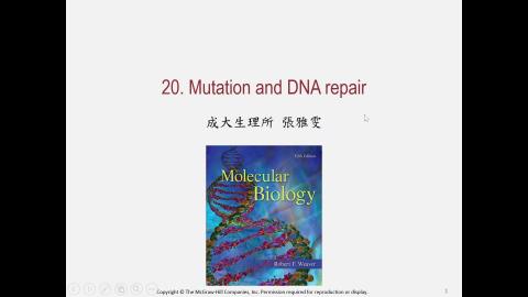 113.3.13_Molecular Biology_張雅雯老師授課Mutation and DNA repair